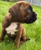 Beautiful boxer puppy.
