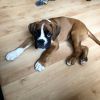 boxer for home