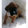 Boxers AKC Registered