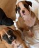 Boxers puppies available
