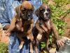 Boxer puppy available with kci