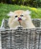 Brittish Longhair kitten