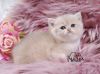 British Longhair & Shorthair Kittens