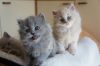 British Longhair kittens For sale
