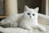 white female british short hair kitten