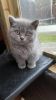 British Shorthair kitten available
