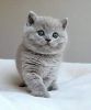 British shorthair kittens for sale