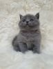 British Shorthair Kittens Available for sale.