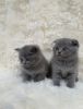 British shorthair kittens ready