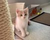 Cute British Shorthair kittens