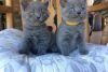 British Shorthair kittens for adoption.