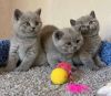 British Shorthair kittens