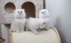 Purebred British shorthair kittens for sale