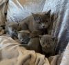 Blue British Shorthair Kittens