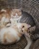 Exotic Shorthair Kittens ready to leave
