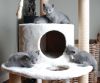 Russian Blue kittens for sale