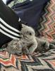 pure British shorthair babies for sale