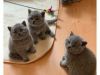 British shorthair kittens for sale - Sydney