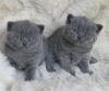 British shorthaired kittens affordable