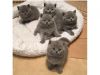 Lovely British shorthair kittens for sale - Adelaide