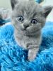 Purebred Pedigree British Shorthair kittens