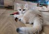 Beautiful British Shorthair cat