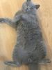 3 year old British Shorthair for sale