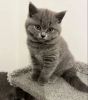 British Shorthair cat ready