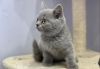 British Shorthair cats ready now