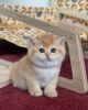 British shorthair kitten