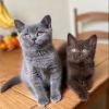 British Shorthair kittens Ready Now