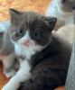 Stunning British Shorthair kittens