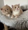 Cute British Shorthair Cats Ready