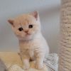 Stnning British Shorthair Kittens
