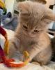 Cute British Shorthair kitten Ready