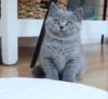 British Shorthair kittens Ready For Sale