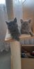 GCCF Registered Pure Blue British Shorthair Kittens