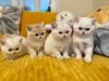 White British shorthair kittens