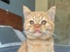 Barney - Purebred BSH Male -d red- the ultimate Garfield!