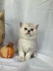 British Shorthair Kittens Lunas Litter