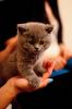 British Shorthair looking for forever home