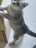 Registered Pedigree British Shorthair Kittens Available!