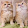 british shorthair for sell, meet in real