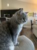 Free 3 yo British Shorthair cat in Green Bay WI