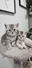 Home Raised British Shorthair Kittens For Sale