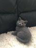 British Shorthair Kittens available now