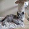 British shorthair kitten for sale