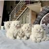 Cute British shorthair kittens