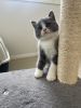 British shorthair pure breed kittens for sale