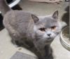 British Shorthair Cats